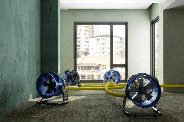 Best Mold removal after water damage  in Terra Alta, WV